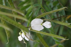 Tephrosia candida